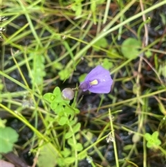 Utricularia dichotoma (Fairy Aprons, Purple Bladderwort) at Monga, NSW - 12 Mar 2025 by JaneR