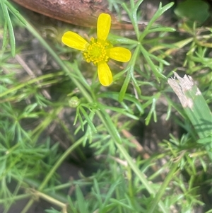 Ranunculus inundatus (River Buttercup) at Monga, NSW - Today by JaneR