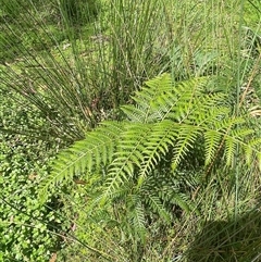 Pteridium esculentum (Bracken) at Monga, NSW - 12 Mar 2025 by JaneR