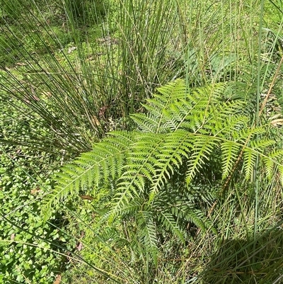 Pteridium esculentum (Bracken) at Monga, NSW - 12 Mar 2025 by JaneR