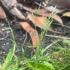 Lachnagrostis filiformis (Blown Grass) at Monga, NSW - 12 Mar 2025 by JaneR