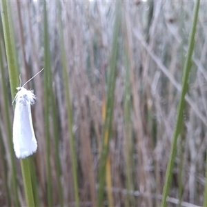 Tipanaea patulella at Mongarlowe, NSW - suppressed