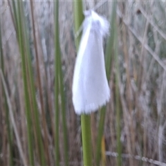 Tipanaea patulella at Mongarlowe, NSW - suppressed