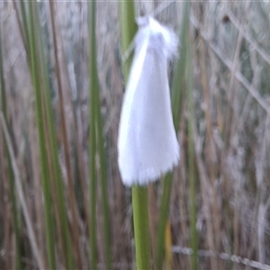 Tipanaea patulella at Mongarlowe, NSW - suppressed