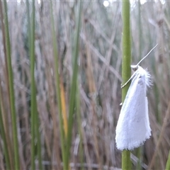 Tipanaea patulella at Mongarlowe, NSW - suppressed