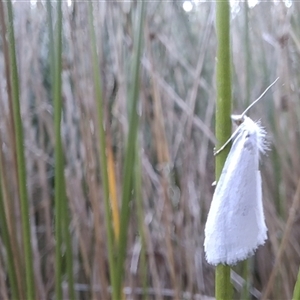 Tipanaea patulella at Mongarlowe, NSW - suppressed