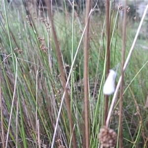 Tipanaea patulella at Mongarlowe, NSW - suppressed