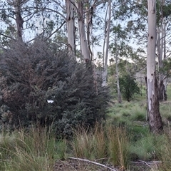 Tipanaea patulella at Mongarlowe, NSW - suppressed