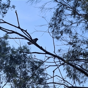 Rhipidura albiscapa (Grey Fantail) at Mongarlowe, NSW - 12 Mar 2025 by Dron