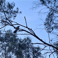 Rhipidura albiscapa at Mongarlowe, NSW - suppressed