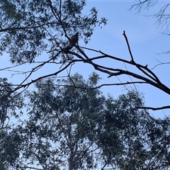 Rhipidura albiscapa at Mongarlowe, NSW - suppressed