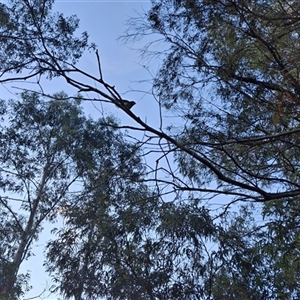 Rhipidura albiscapa at Mongarlowe, NSW - suppressed
