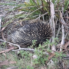 Tachyglossus aculeatus (Short-beaked Echidna) at Mongarlowe, NSW - Today by Dron