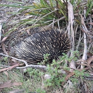 Tachyglossus aculeatus (Short-beaked Echidna) at Mongarlowe, NSW - 12 Mar 2025 by Dron