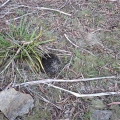 Tachyglossus aculeatus at Mongarlowe, NSW - suppressed