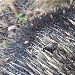 Tachyglossus aculeatus at Mongarlowe, NSW - suppressed