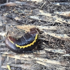 Tachyglossus aculeatus at Mongarlowe, NSW - suppressed