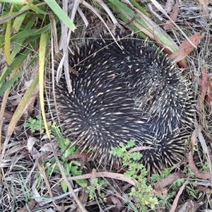 Tachyglossus aculeatus at Mongarlowe, NSW - suppressed