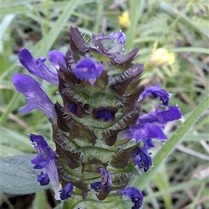 Prunella vulgaris (Self-heal, Heal All) at Mongarlowe, NSW - Yesterday by Dron