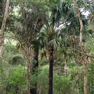 Livistona australis at Bendalong, NSW - suppressed