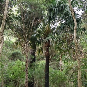 Livistona australis (Australian Cabbage Palm) at Bendalong, NSW - Yesterday by Clarel