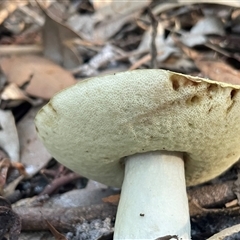 Unidentified Bolete - Fleshy texture, stem central (more-or-less) at Ulladulla, NSW - 12 Mar 2025 by Clarel