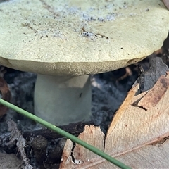 Bolete sp. at Ulladulla, NSW - 12 Mar 2025 05:52 PM