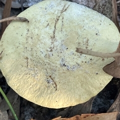 Bolete sp. at Ulladulla, NSW - 12 Mar 2025 05:52 PM