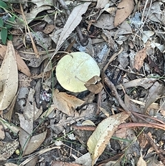 Bolete sp. at Ulladulla, NSW - 12 Mar 2025 05:52 PM