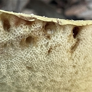 Bolete sp. at Ulladulla, NSW - 12 Mar 2025 05:52 PM