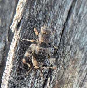 Calperum cf. ottei at suppressed - suppressed