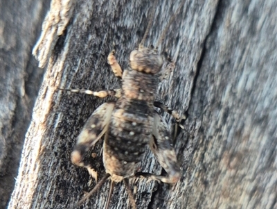 Calperum cf. ottei (A recently described pygmy cricket) by clarehoneydove