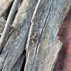 Calperum cf. ottei at suppressed - suppressed