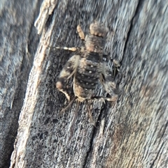 Calperum cf. ottei at suppressed - suppressed