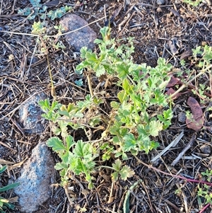 Erodium crinitum at Hawker, ACT - Yesterday by sangio7