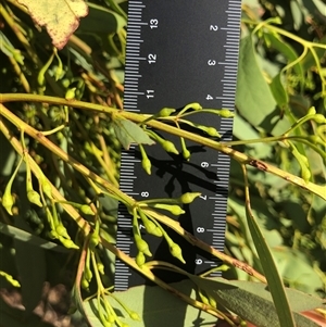 Eucalyptus sideroxylon at Crowther, NSW - 12 Mar 2025 05:13 PM