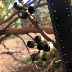 Eucalyptus sideroxylon at Crowther, NSW - 12 Mar 2025 05:13 PM