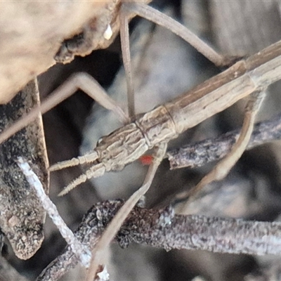 Unidentified Stick insect (Phasmatodea) by clarehoneydove