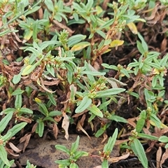 Persicaria prostrata (Creeping Knotweed) at Hawker, ACT - 11 Mar 2025 by sangio7