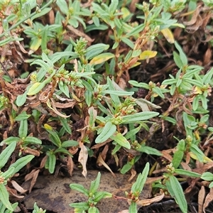 Persicaria prostrata at Hawker, ACT - 11 Mar 2025 by sangio7