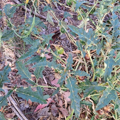 Solanum cinereum (Narrawa Burr) at Hackett, ACT - 12 Mar 2025 by abread111