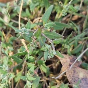 Einadia nutans subsp. nutans (Climbing Saltbush) at Hawker, ACT - Yesterday by sangio7