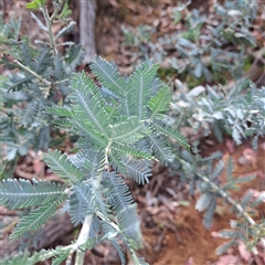 Acacia baileyana (Cootamundra Wattle, Golden Mimosa) at Hackett, ACT - 12 Mar 2025 by abread111