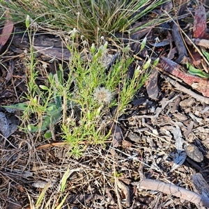 Vittadinia muelleri (Narrow-leafed New Holland Daisy) at Hawker, ACT - Yesterday by sangio7