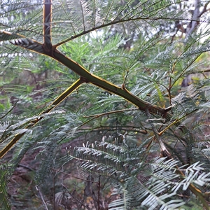 Acacia decurrens (Green Wattle) at Hackett, ACT - Today by abread111