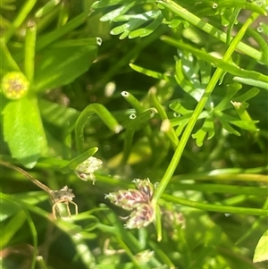 Isolepis subtilissima (Dwarf Clubsedge) at Monga, NSW - Today by JaneR