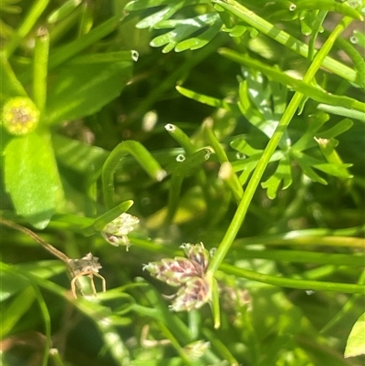 Isolepis subtilissima (Dwarf Clubsedge) at Monga, NSW - Today by JaneR