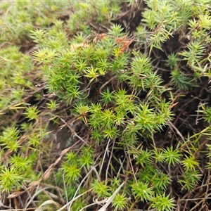 Acrotriche serrulata (Ground-berry) at Hawker, ACT - Yesterday by sangio7