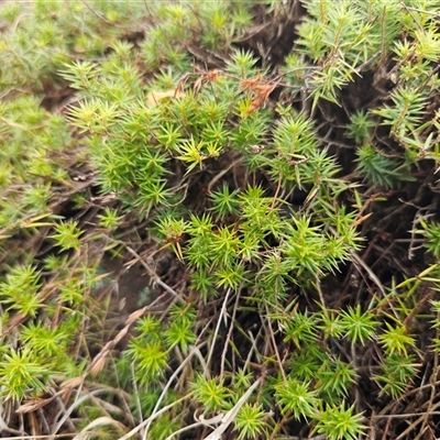 Acrotriche serrulata (Ground-berry) at Hawker, ACT - 11 Mar 2025 by sangio7