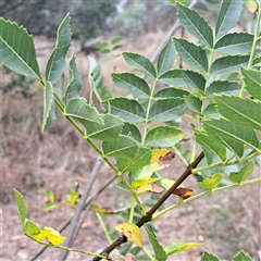 Fraxinus angustifolia (Desert Ash) at Ainslie, ACT - 12 Mar 2025 by abread111